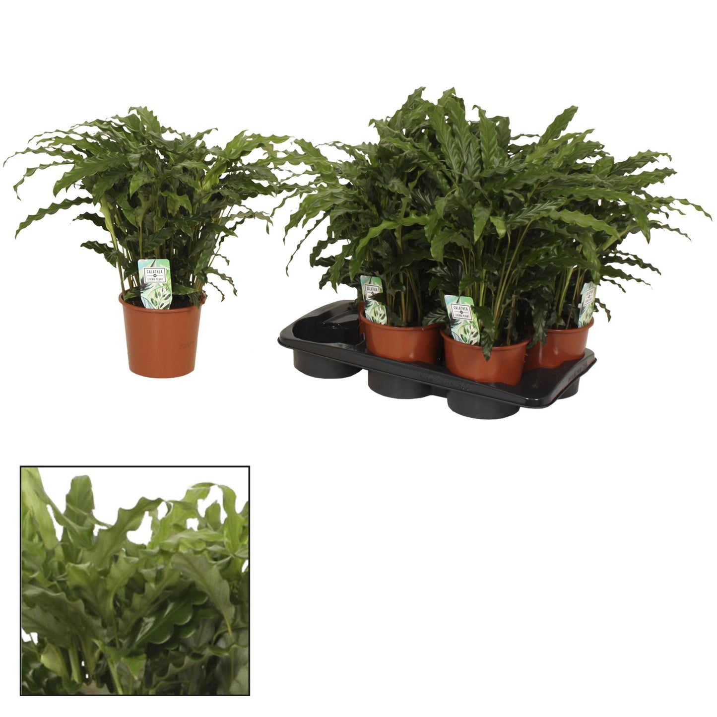 Calathea Bluegrass – Pflegeleichte Zimmerpflanze Ø17cm