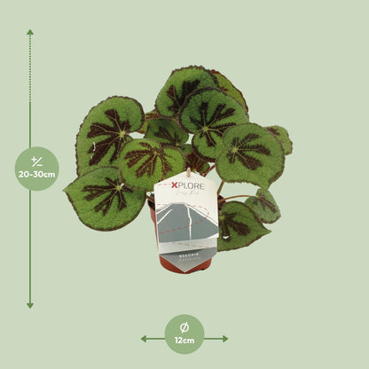 Begonia Masoniana Rock – Pflegeleichte King-Begonie Ø12 cm