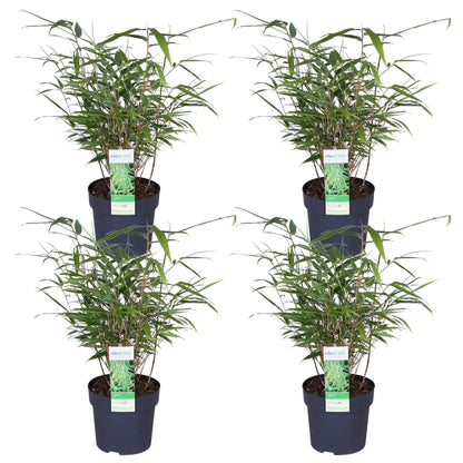 4x Fargesia rufa Bambus Ø14cm, 40cm hoch – kompakt & pflegeleicht