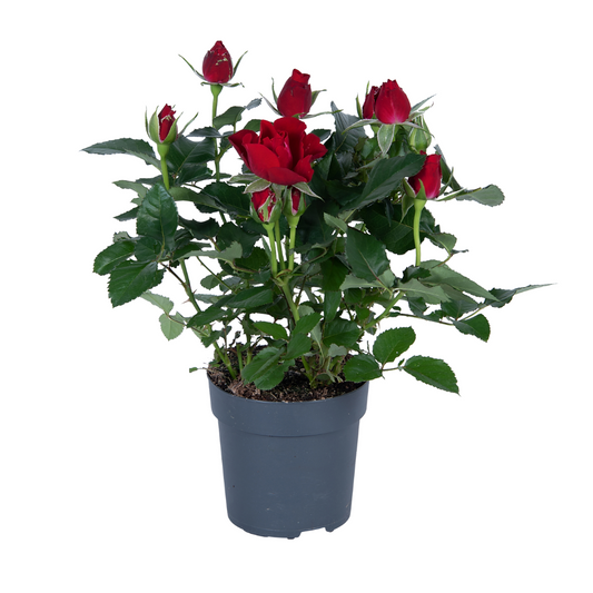 Topfrose Rosa rood – Pflegeleichte Blühpflanze Ø17cm