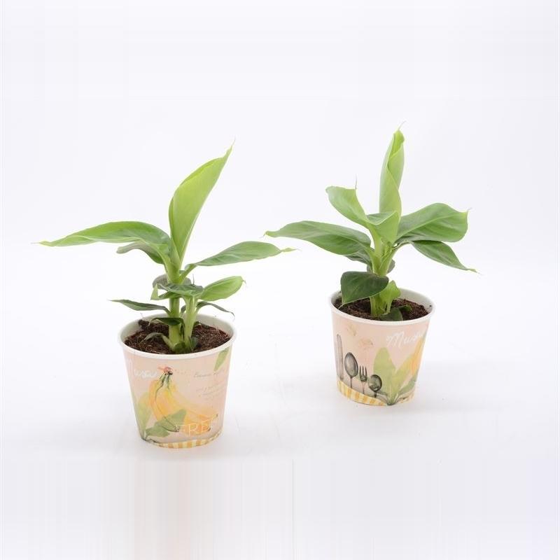 Musa Tropicana – Pflegeleichte Zimmerpflanze Ø12cm