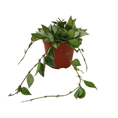 Hoya Krohniana Eskimo – Pflegeleichte Wachsblume Ø12cm
