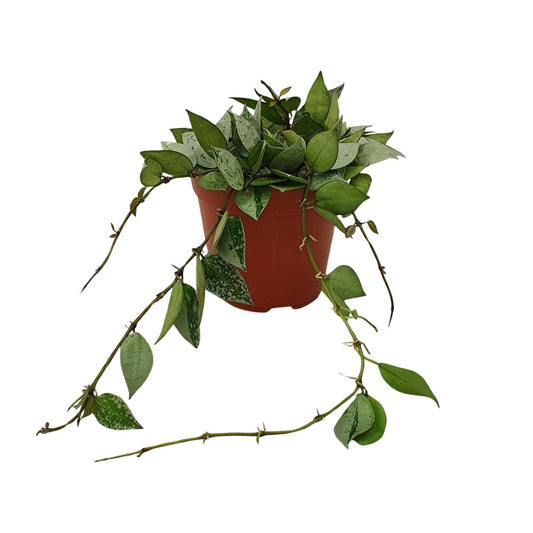 Hoya Krohniana Eskimo – Pflegeleichte Wachsblume Ø12cm