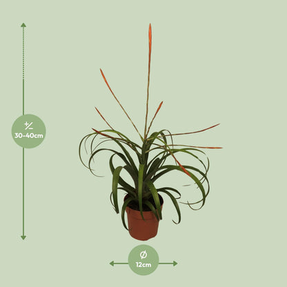 Tillandsia Flabelatta – Pflegeleichte Luftpflanze Ø12cm