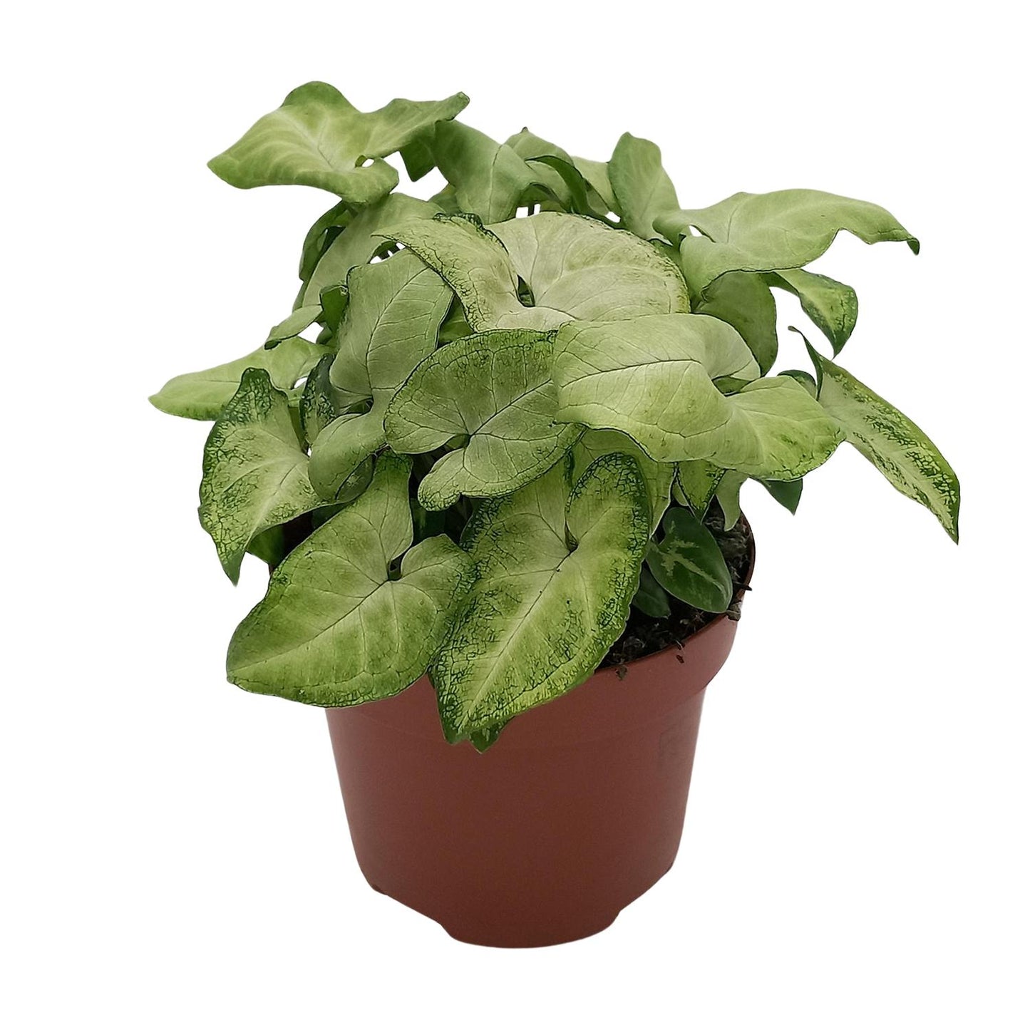 Syngonium 'White Butterfly' – kompakte Pfeilblatt-Rebe Ø13cm