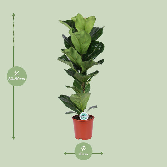 Ficus Lyrata – Geigenfeige Ø21cm, ca. 90cm hoch