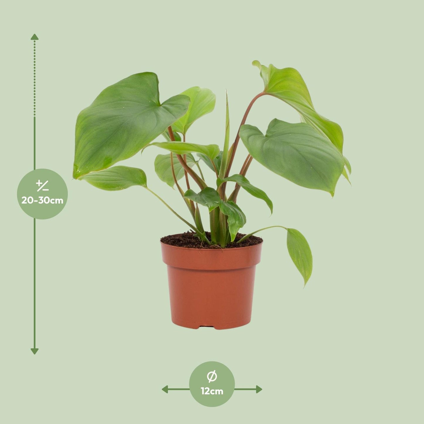 Homalomena Maggy – Pflegeleichte Glücksfeder Ø12cm