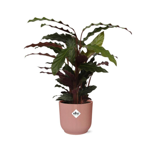 Calathea Rufibarba ‘Tropistar’ in ELHO Vibes Fold 14cm rosa