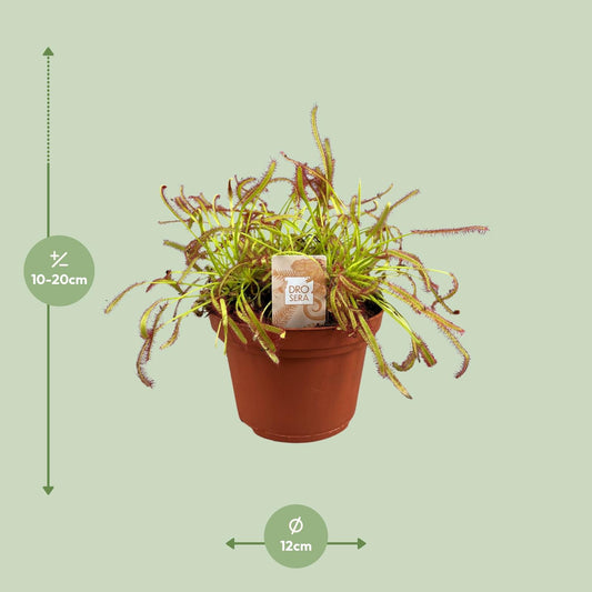 Drosera Capensis – Kap-Sonnentau Ø12cm, pflegeleicht