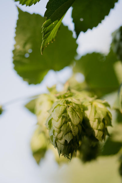 3x Humulus lupulus 'Nordbrau' – Pflegeleichte Hopfenpflanze Ø15cm