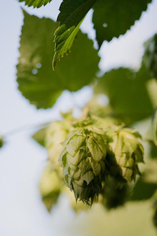 3x Humulus lupulus 'Nordbrau' – Pflegeleichte Hopfenpflanze Ø15cm