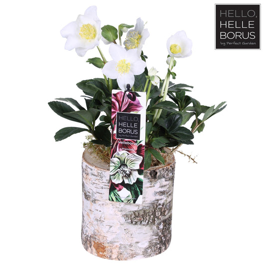 Christrose Helleborus Niger 'Christmas Carol' Ø12cm – Winterblüher