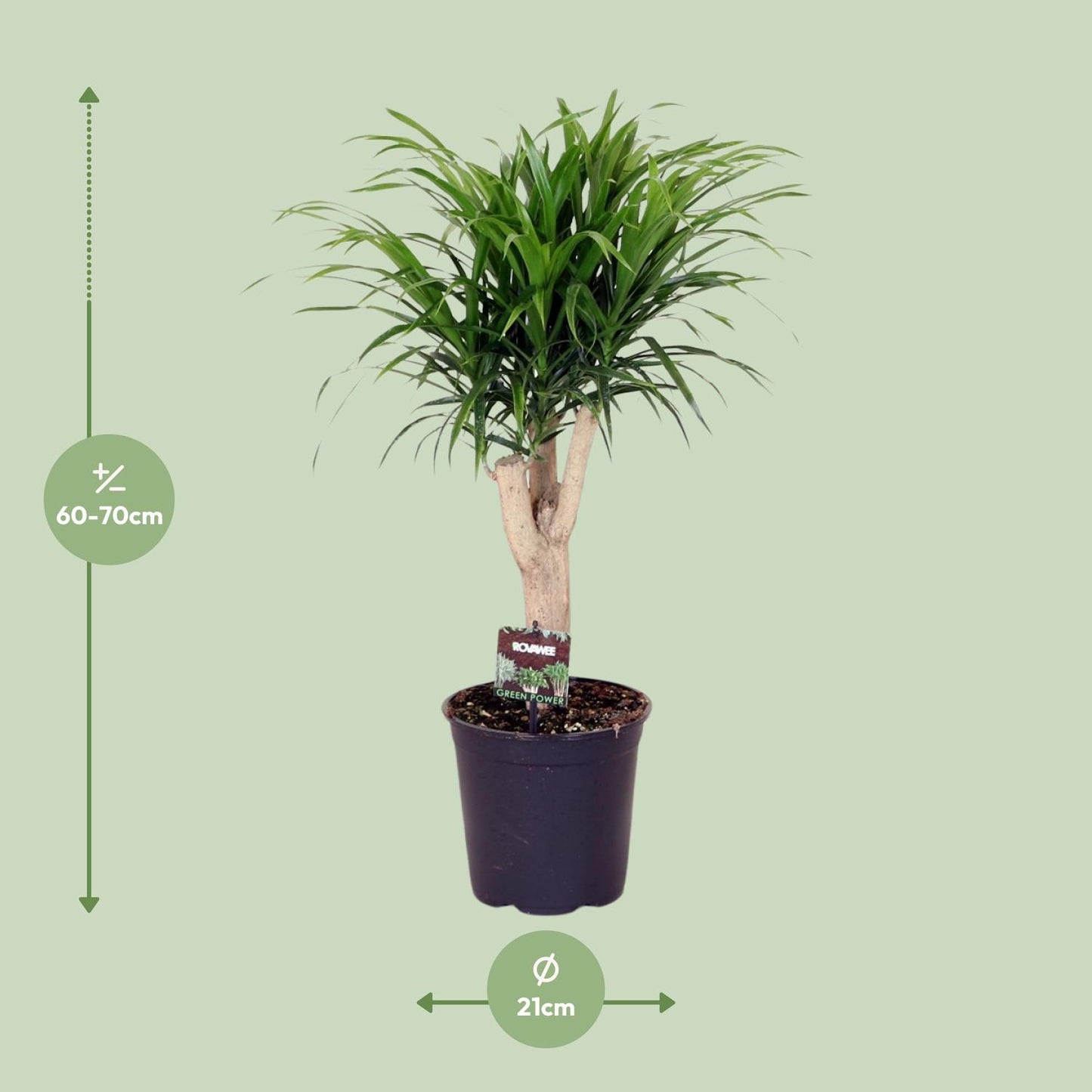 Dracaena Anita – pflegeleichter Drachenbaum Ø21cm, 70cm hoch