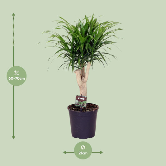 Dracaena Anita – pflegeleichter Drachenbaum Ø21cm, 70cm hoch