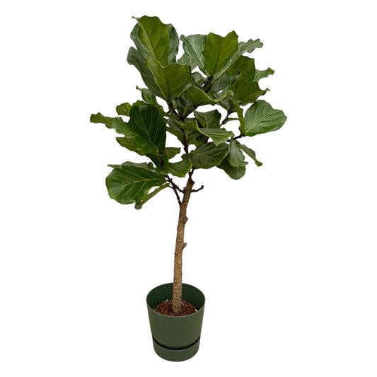 Ficus Lyrata Geigenfeige mit Elho Greenville Topf – 160 cm