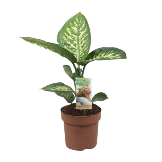 Dieffenbachie 'Tropic Snow' – 60 cm pflegeleichte Zimmerpflanze