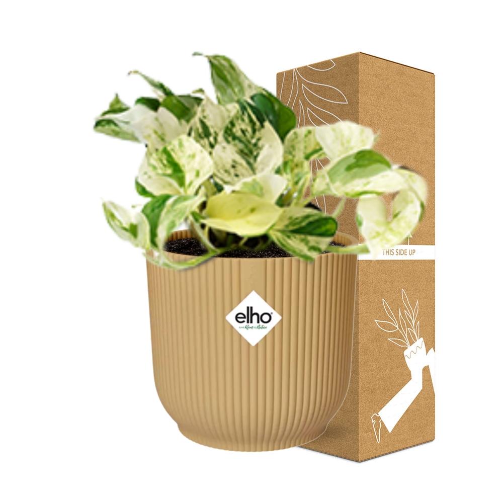 Epipremnum Pinnatum Happy Leaf – pflegeleichte Zimmerpflanze 14cm