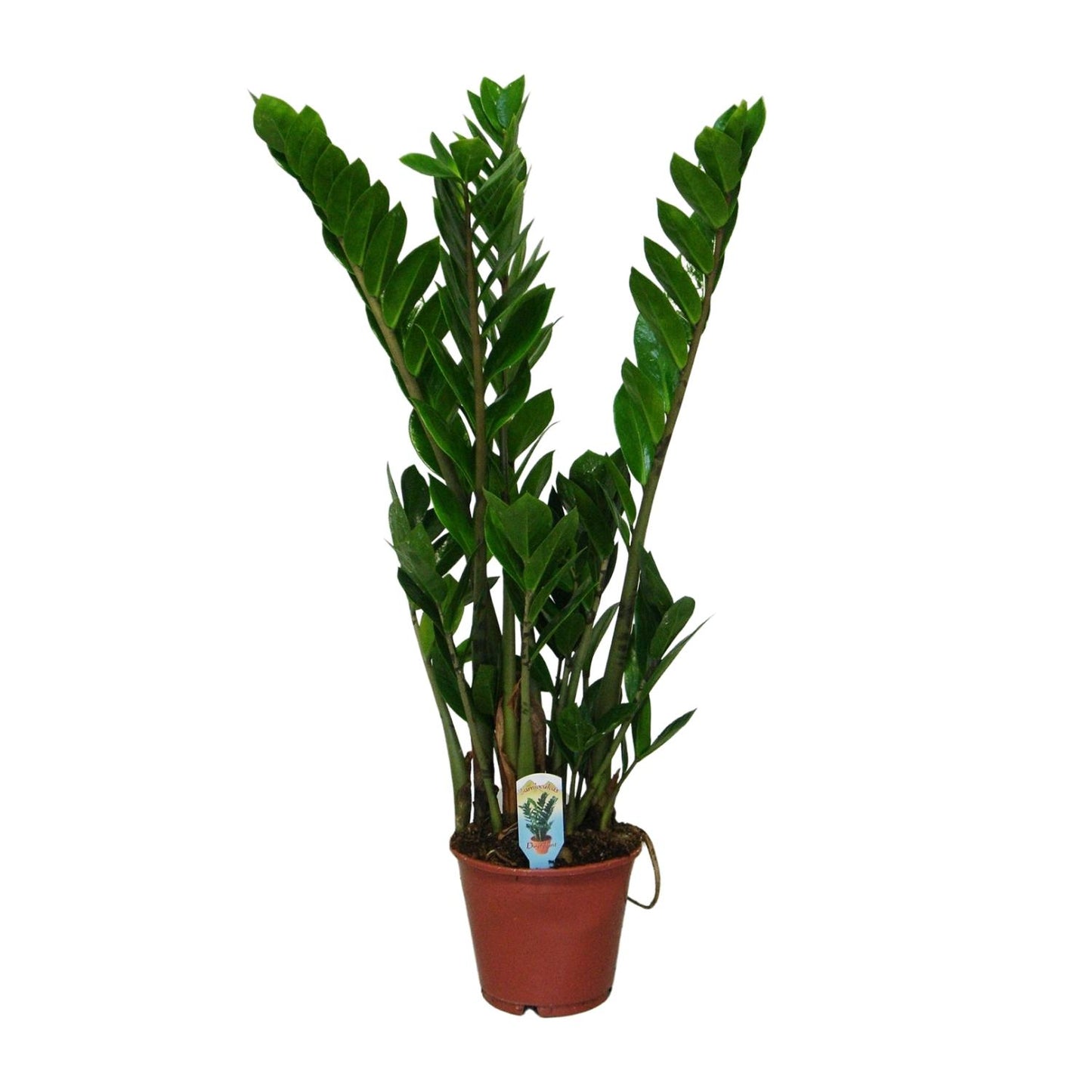 Zamioculcas Zamiifolia – Pflegeleichte Zimmerpflanze Ø14cm