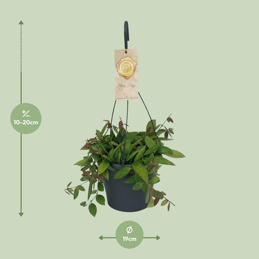 Hoya Gracilix – Pflegeleichte Wachsblume Ø19cm