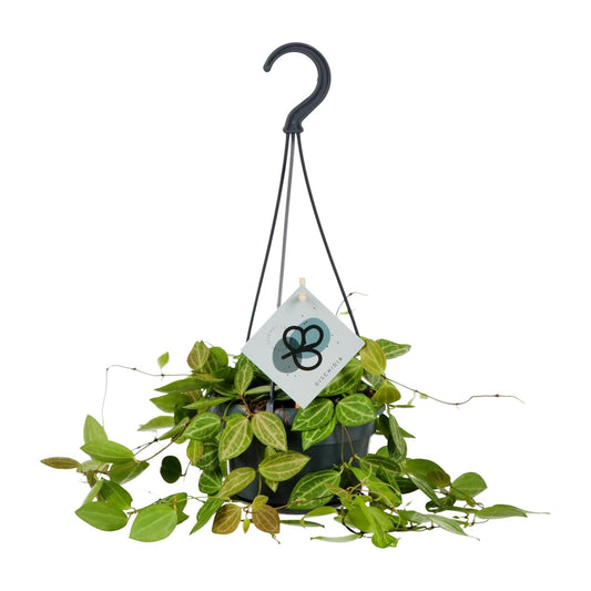 Dischidia Ovata – Pflegeleichte Ameisenpflanze Ø14cm