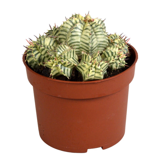 Euphorbia meloformis variegata – pflegeleichte Sukkulente