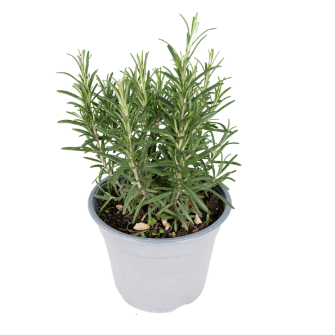 Tuinkräuter Mix – Pflegeleichte Küchenkräuter Ø14 cm