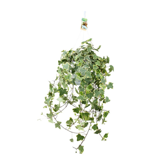 Efeu 'Gold Child' XXL – Pflegeleichte Hängepflanze Ø24cm
