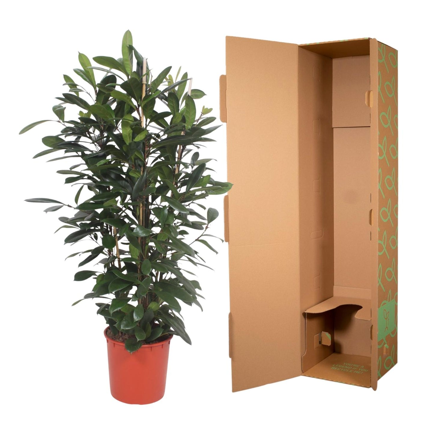 Ficus Cyathistipula – Afrikanischer Feigenbaum 180 cm