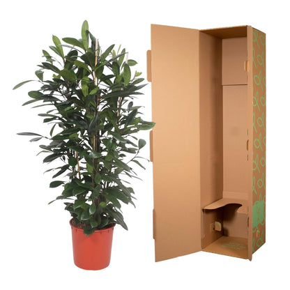 Ficus Cyathistipula – Afrikanischer Feigenbaum 180 cm