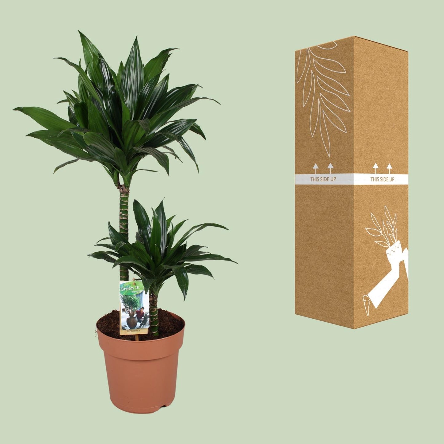 Dracaena Green Jewel – Majestätischer Drachenbaum Ø21cm