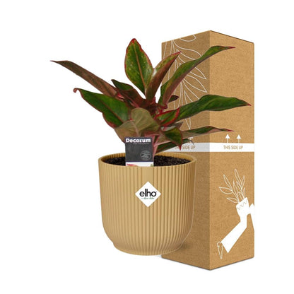 Aglaonema Crete – Pflegeleichte Zimmerpflanze im ELHO Vibes Fold 14cm Gelb