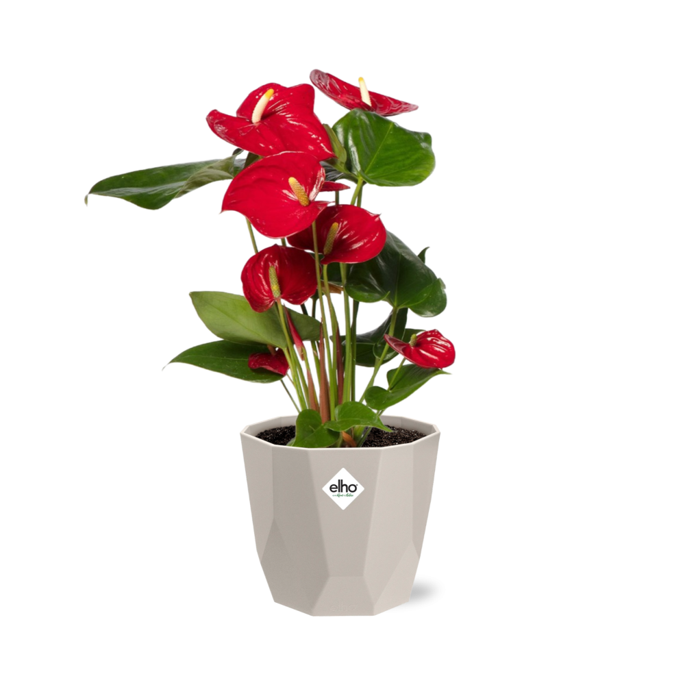 Anthurium Red 12 cm in ELHO b.for rock 14 cm warm grey