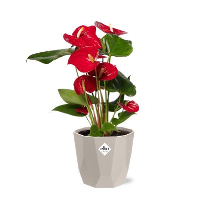 Anthurium Red 12 cm in ELHO b.for rock 14 cm warm grey