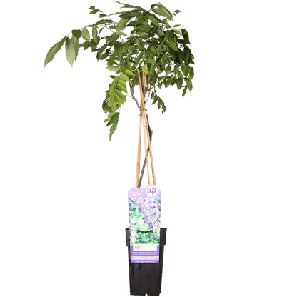 Glyzinie Wisteria sinensis 'Prolific' – Blauer Regen Ø15cm