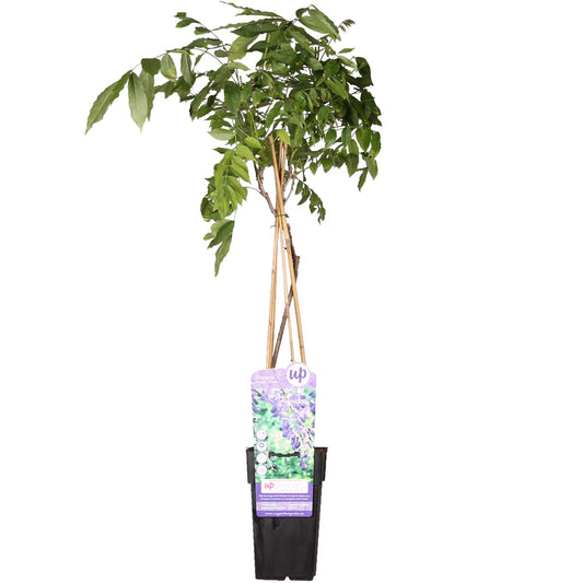 Glyzinie Wisteria sinensis 'Prolific' – Blauer Regen Ø15cm