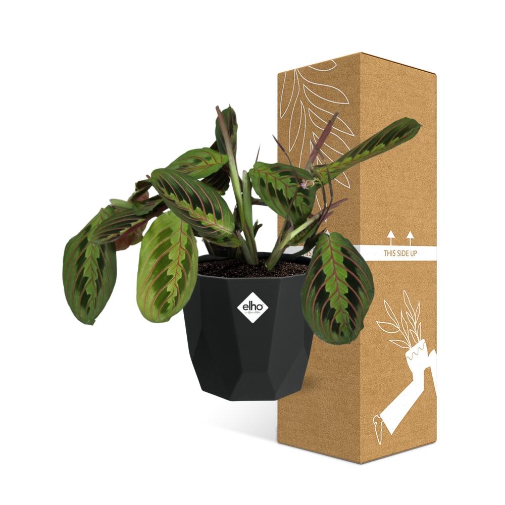 Maranta Leuconeura ‘Fascinator’ – Pflegeleichte Gebetspflanze 14cm
