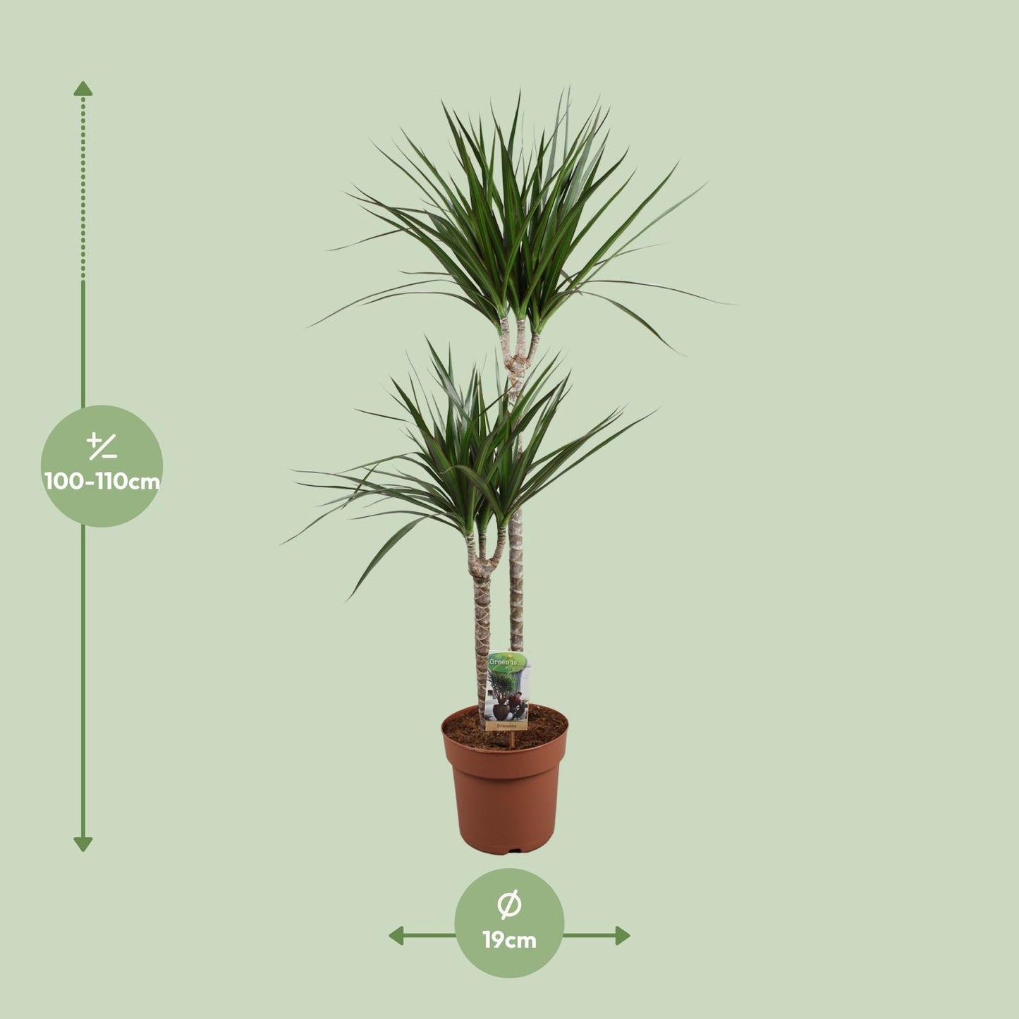 Dracaena Marginata – Pflegeleichte Zimmerpflanze Ø19cm, 110cm hoch