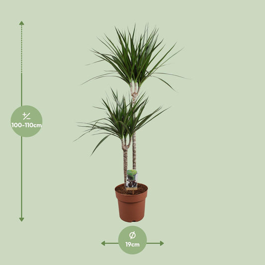 Dracaena Marginata – Pflegeleichte Zimmerpflanze Ø19cm, 110cm hoch
