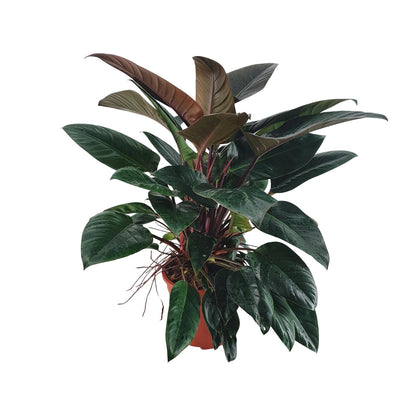 Philodendron Congo Rojo – Pflegeleichte Tropische Zimmerpflanze 100 cm