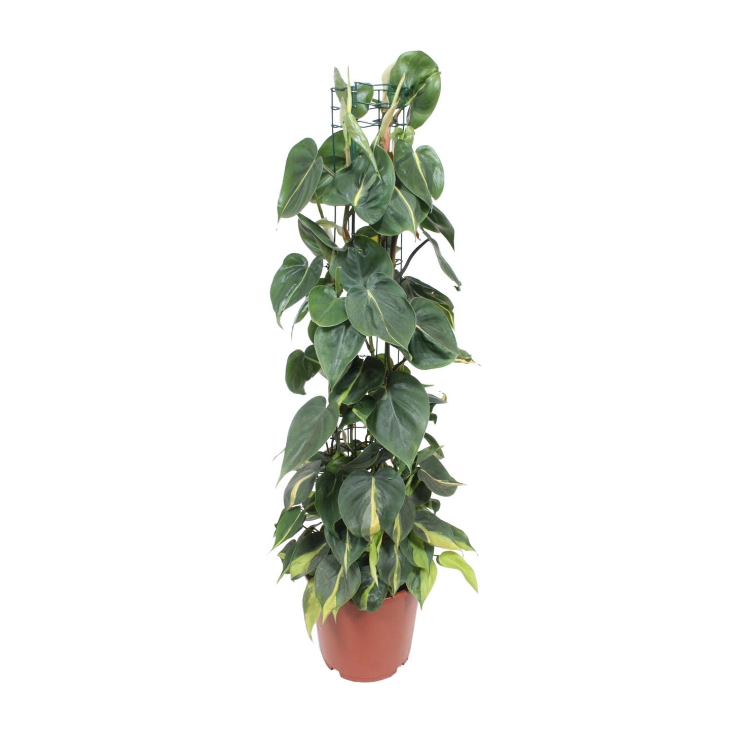 Herzblatt-Philodendron 'Brasil' – Tropische Hängepflanze Ø24cm