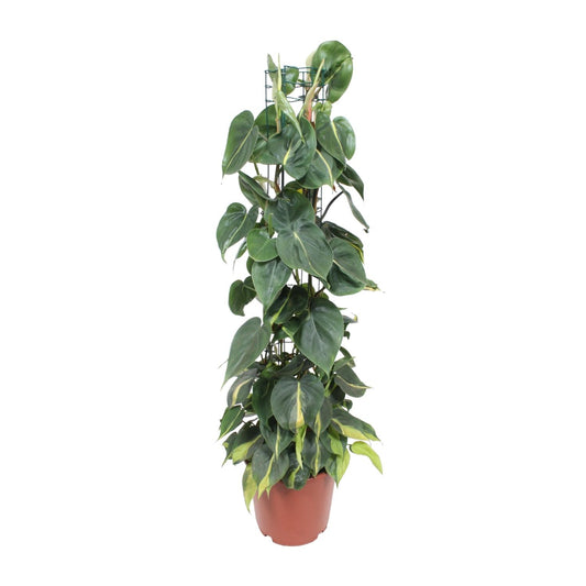 Herzblatt-Philodendron 'Brasil' – Tropische Hängepflanze Ø24cm