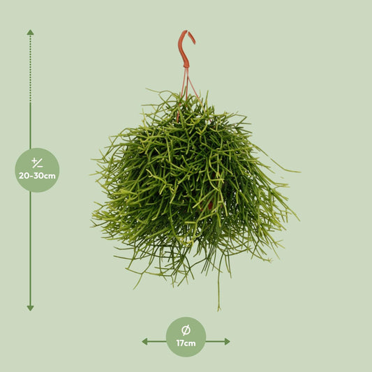 Rhipsalis Heteroclada – Pflegeleichte luftreinigende Zimmerpflanze Ø17cm