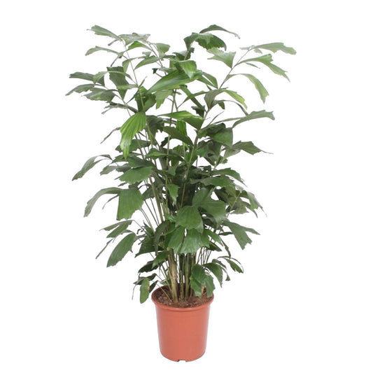Caryota Mitis – Pflegeleichte Fischschwanzpalme 140 cm