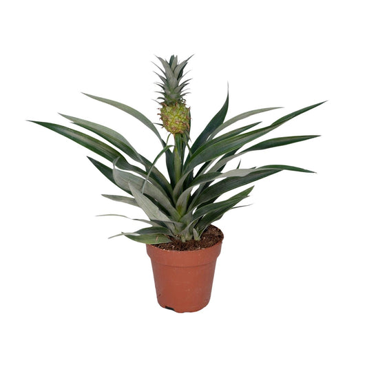 Bromelia Ananas Zimmerpflanze Ø12 cm, 30 cm hoch