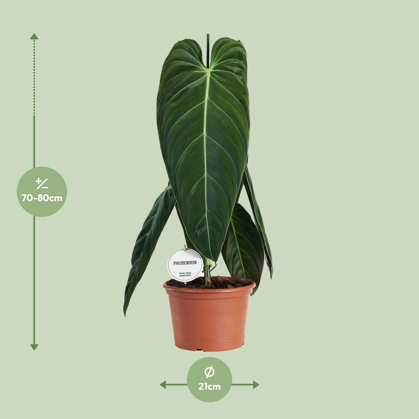Philodendron Melanochrysum – Pflegeleichte tropische Zimmerpflanze Ø21cm