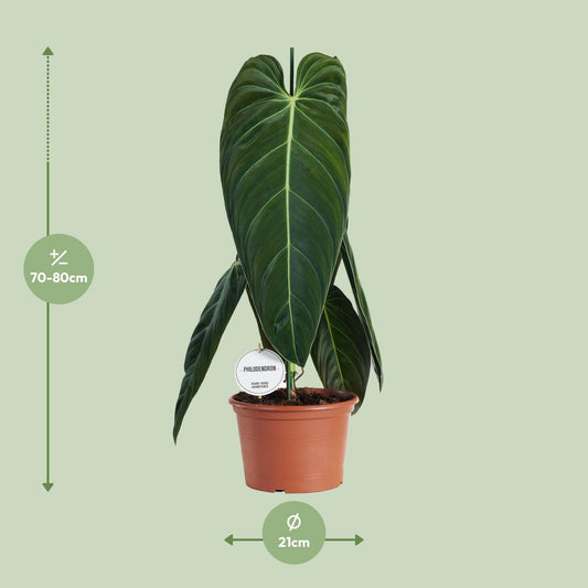 Philodendron Melanochrysum – Pflegeleichte tropische Zimmerpflanze Ø21cm