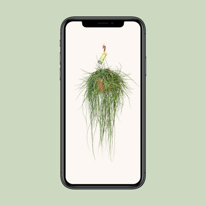 Rhipsalis Floccosa – Pflegeleichte Hängepflanze Ø21cm