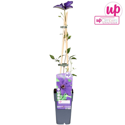 Clematis The President – Lila Kletterpflanze Ø15cm