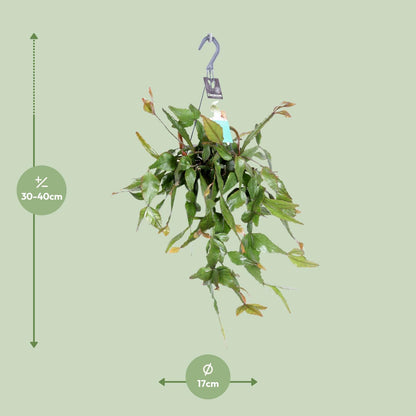 Rhipsalis Elliptica – Pflegeleichte Hängepflanze Ø17 cm