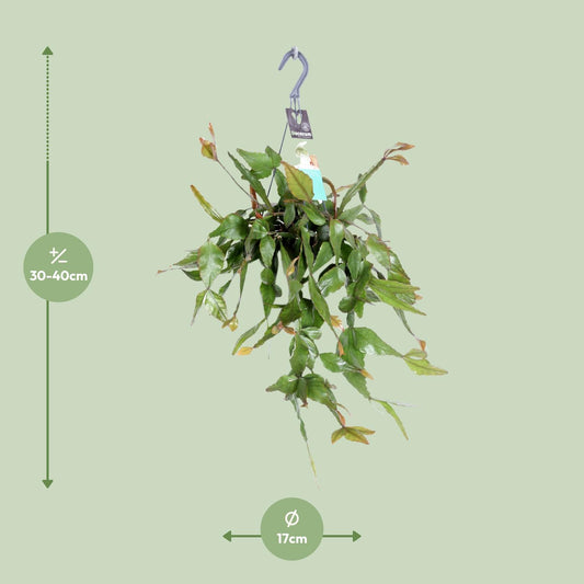 Rhipsalis Elliptica – Pflegeleichte Hängepflanze Ø17 cm